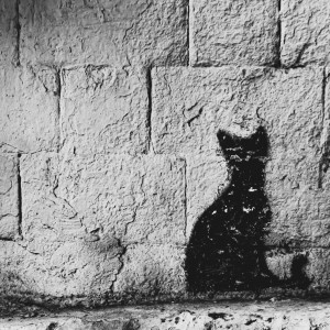 Черный кот / Black cat